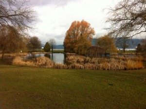 Jericho Park duck pond
