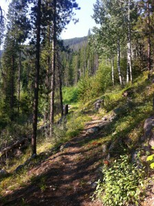 More beautiful trail!